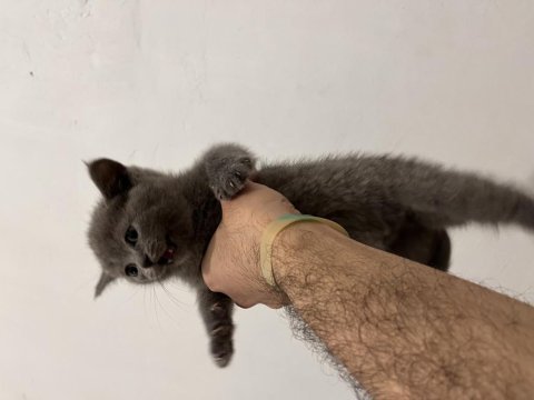 Erkek british shorthair
