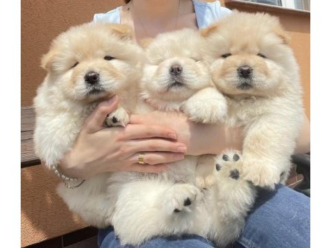 A kalite chow chow yavrularımız çin aslanı