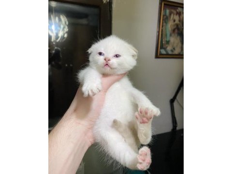 Kar beyazı maviş scottish fold bebeğimiz