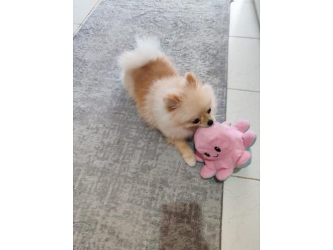 Pomeranian boo mini boy