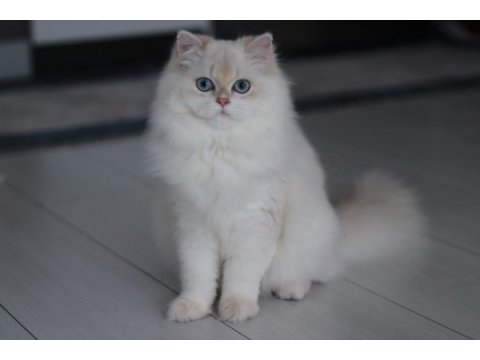 Blh by1133 dişi british longhair