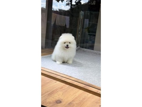 Sağlık ve ırk garantili pomeranıan köpeği