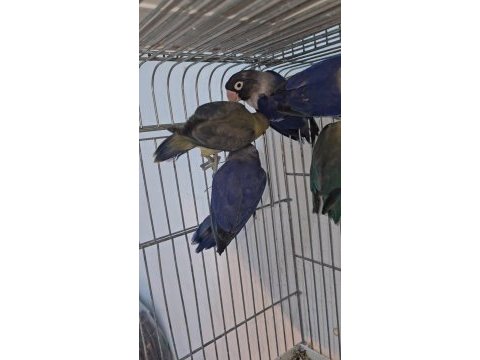 Bebek cennet papağanları ısırma sıfır