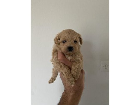 Red maltipoo