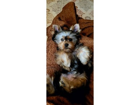 Baby fase yorki bebekleri