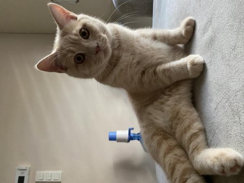 British shorthair 5 aylık