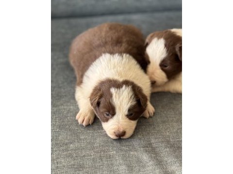 Safkan kahve beyaz border collie bebekler