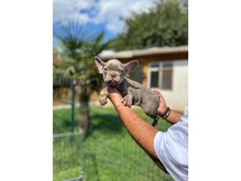 Mükemmel kalite french bulldog yavru