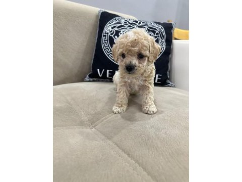 Maltipoo yavrular yeni ailelerini bekliyor