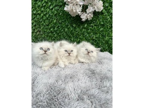 Scottish fold ve british yavrularımız