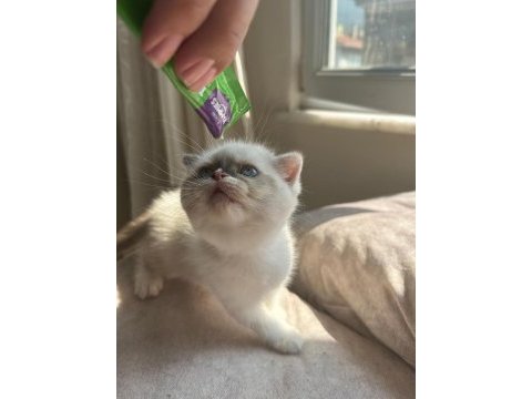 Scottish fold yavrumuz