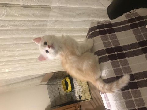 Sevimli oyuncu tatlı maine coon yavrular