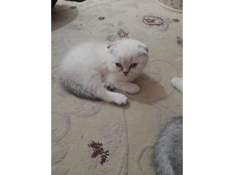 Beyaz ve kulakları kırık kedimizi sahiplendirmek isteriz
