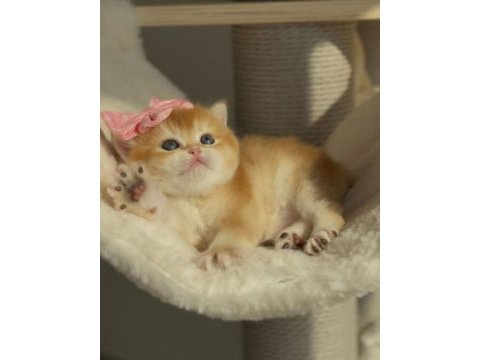 British shorthair açıklamayı okumadan aramayın lütfen