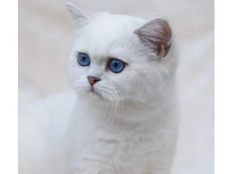 British shorthair dişi