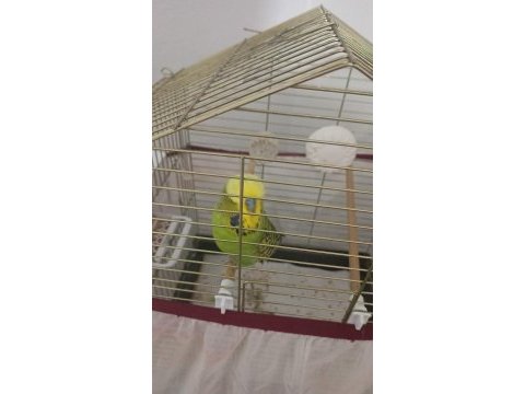 Konuşan muhabbet kuşu
