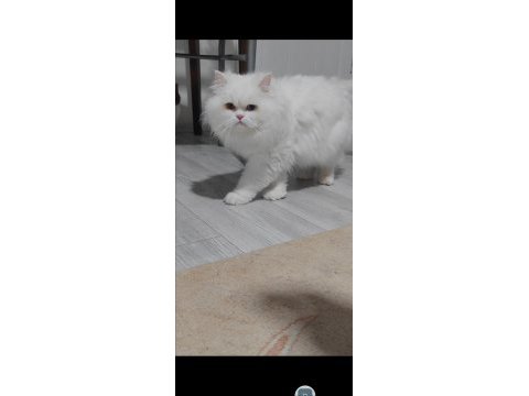 British longhair kedisi