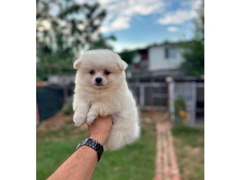 Pomeranian boo yavrular