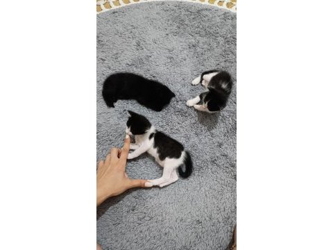 3 yavru kediye yuva arıyoruz