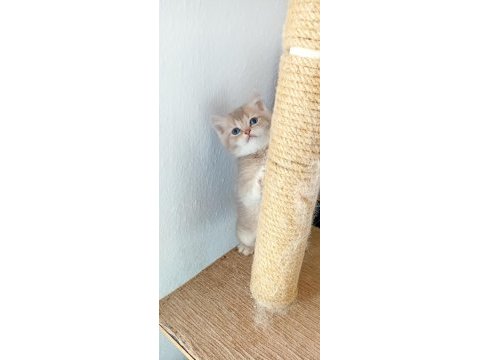 British longhair ve shorthair ırk garantili yavrular
