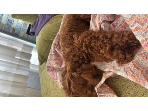 7 aylık maltipoo ücretsiz sahiplendirme