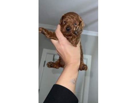 Red brown renk erkek dişi toy poodle bebekler