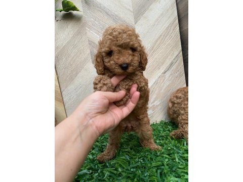 Toy poodle yavru köpekler