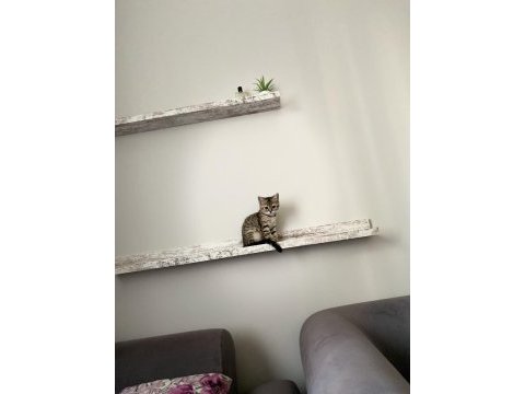 Dişi british shorthair