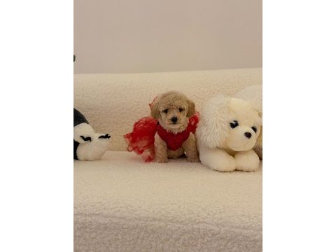 Sağlık ve ırk garantili maltipoo bebekler