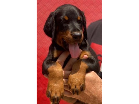 Üst kalite a şecereli yavrular european doberman king