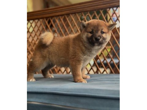 Shiba inu yavrular