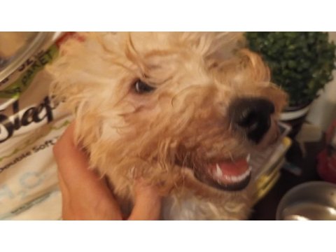Maltipoo poodle kırması