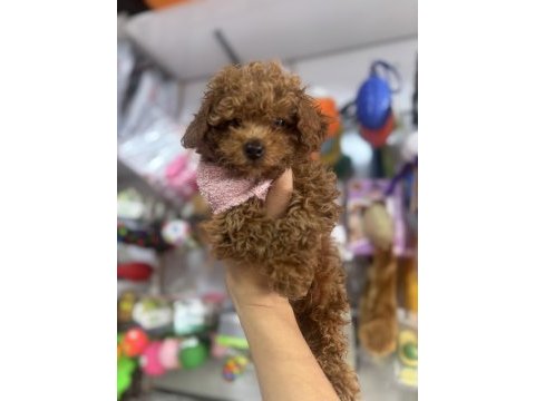 Poodle bebekleri