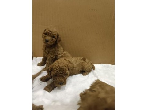 Poodle yavrucuklar