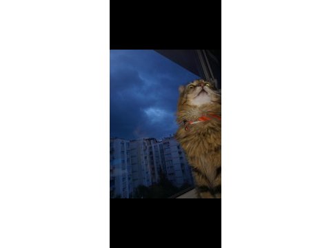 Ücretsiz sahiplendirilme erkek kedimiz