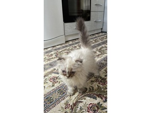 British longhair