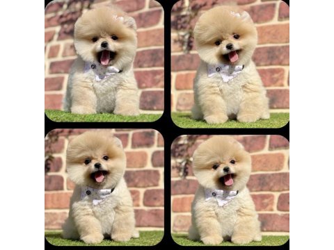 2.5 aylık dişi aşıları tam pomeranian boo