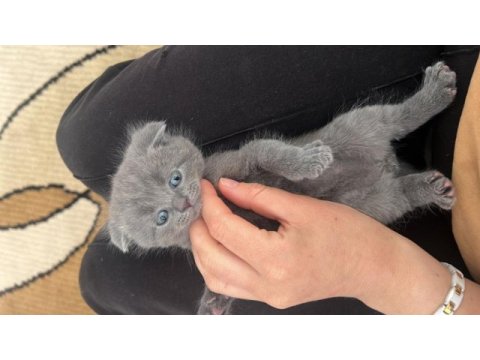 2 aylık gri british shorthair