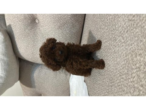 Erkek teacup dark redbrown kore poodle