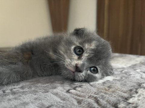 8 haziran doğumlu scottish fold