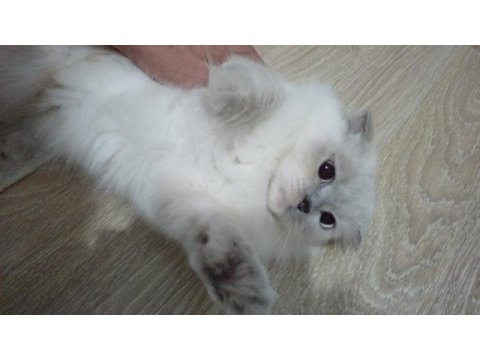 Scottish fold yavrularımıza yuva arıyoruz