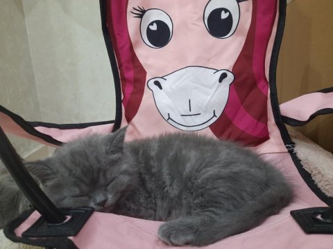 British shorthair yavrularımız