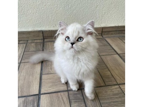 Sevgi dolu yakışıklı british longhair oğlumuz