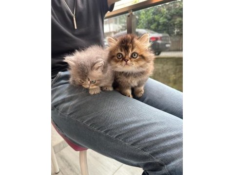 Safkan british longhair bebekler