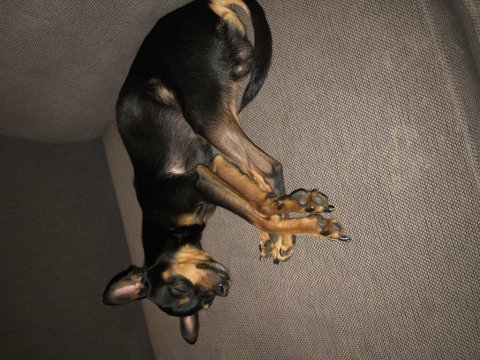 Pinscher şivava