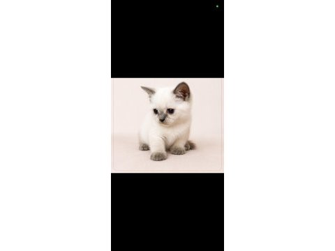 Minicik kutu bebeği güzel kedimiz yeni evini bekliyor
