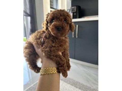 3 aylık toy poodle yavrusu