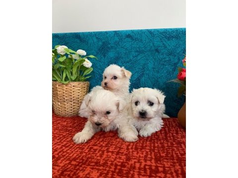 Sevimli bebekler maltese