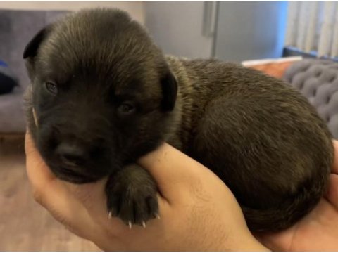 Fcı şecere malinois