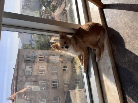 Pomeranian spitz sahiplendirme